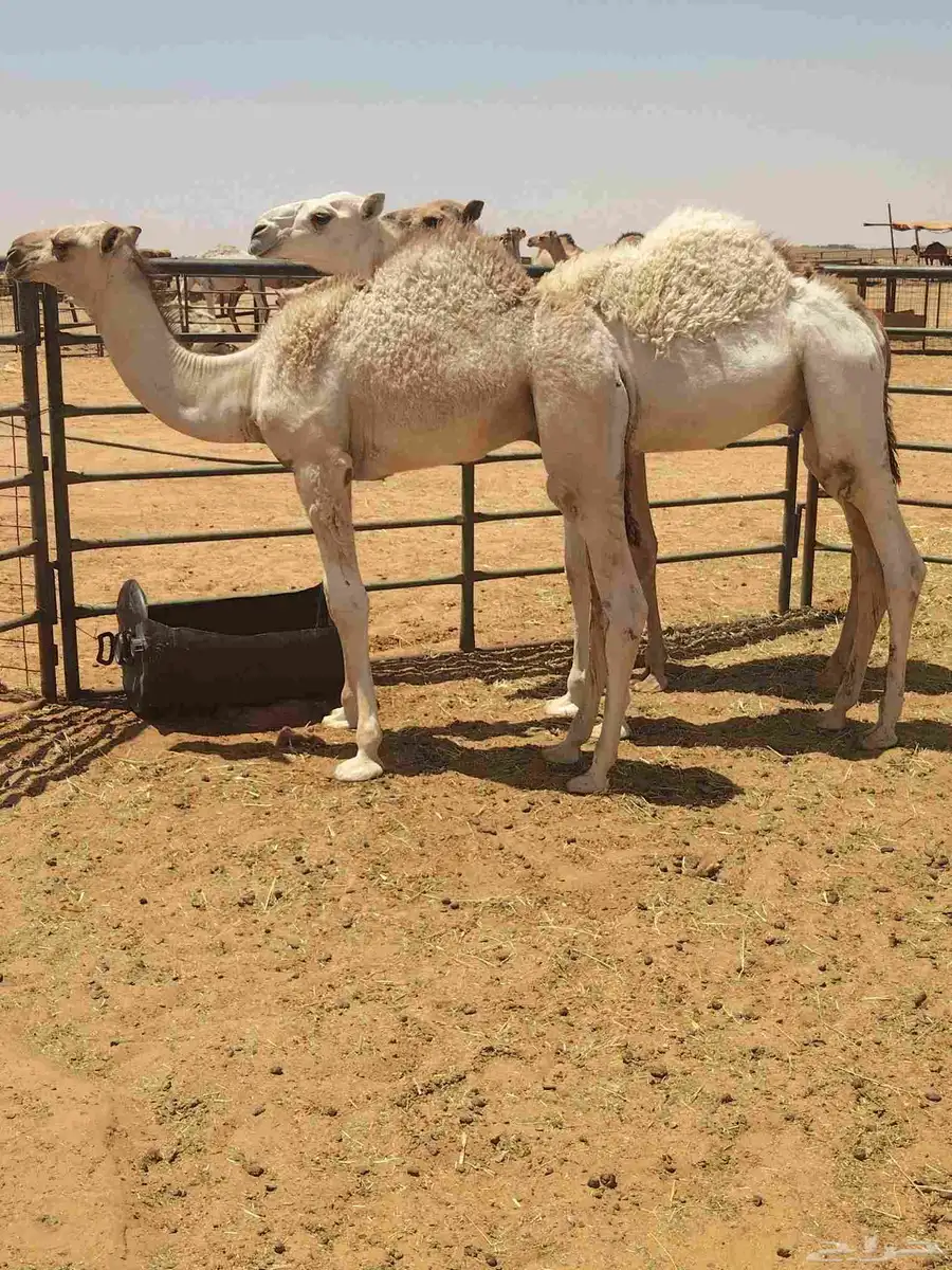ثلاث قعدان ا الموقع ا القصيم الرياض الخبراء 1