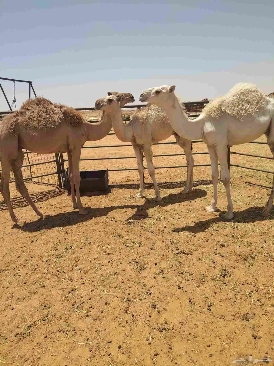 ثلاث قعدان ا الموقع ا القصيم الرياض الخبراء 2