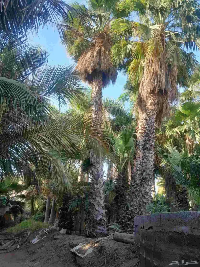 نخل جواز الهند 6