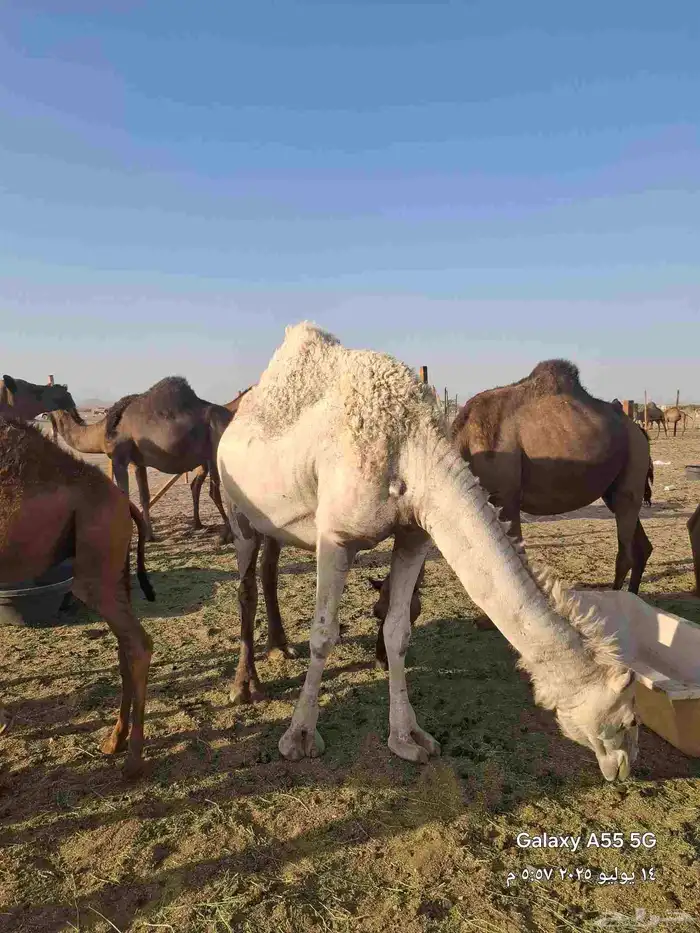 مراح سواحل للبيع حمر ومشكله 4