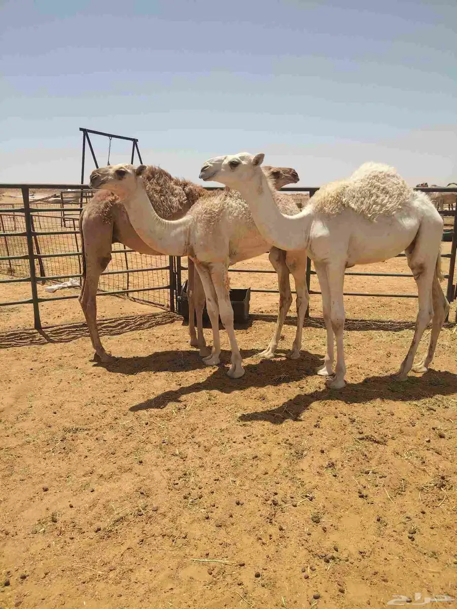 ثلاث قعدان ا الموقع ا القصيم الرياض الخبراء 3