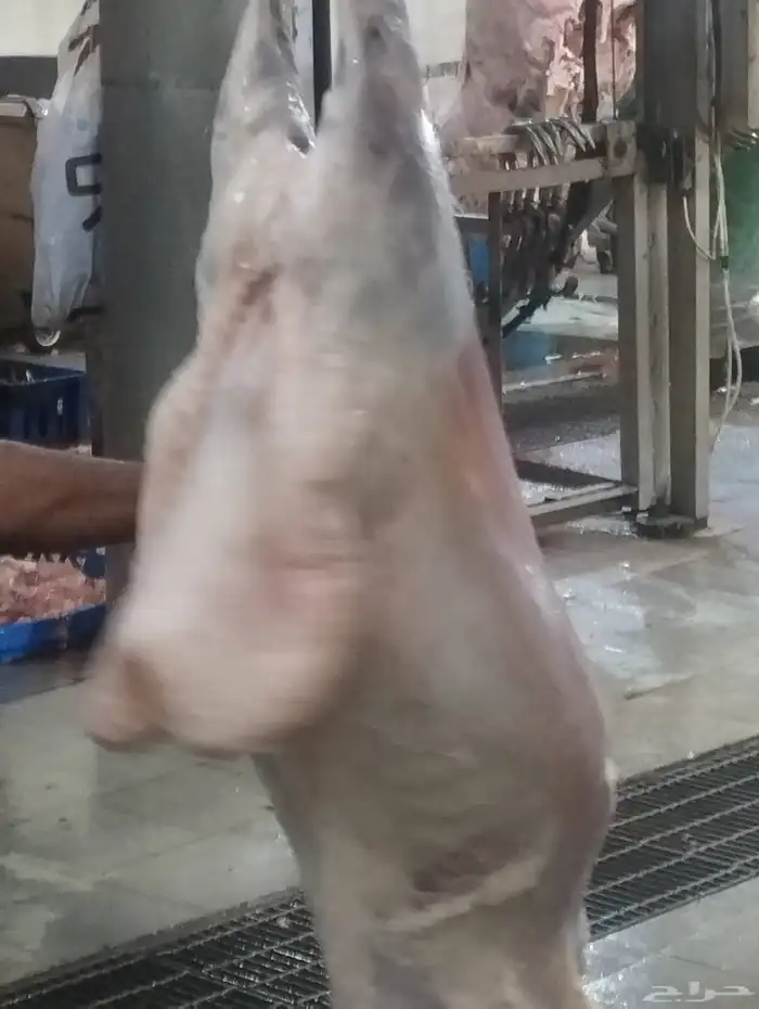 ذبائح ابوخالدالشاوي 2