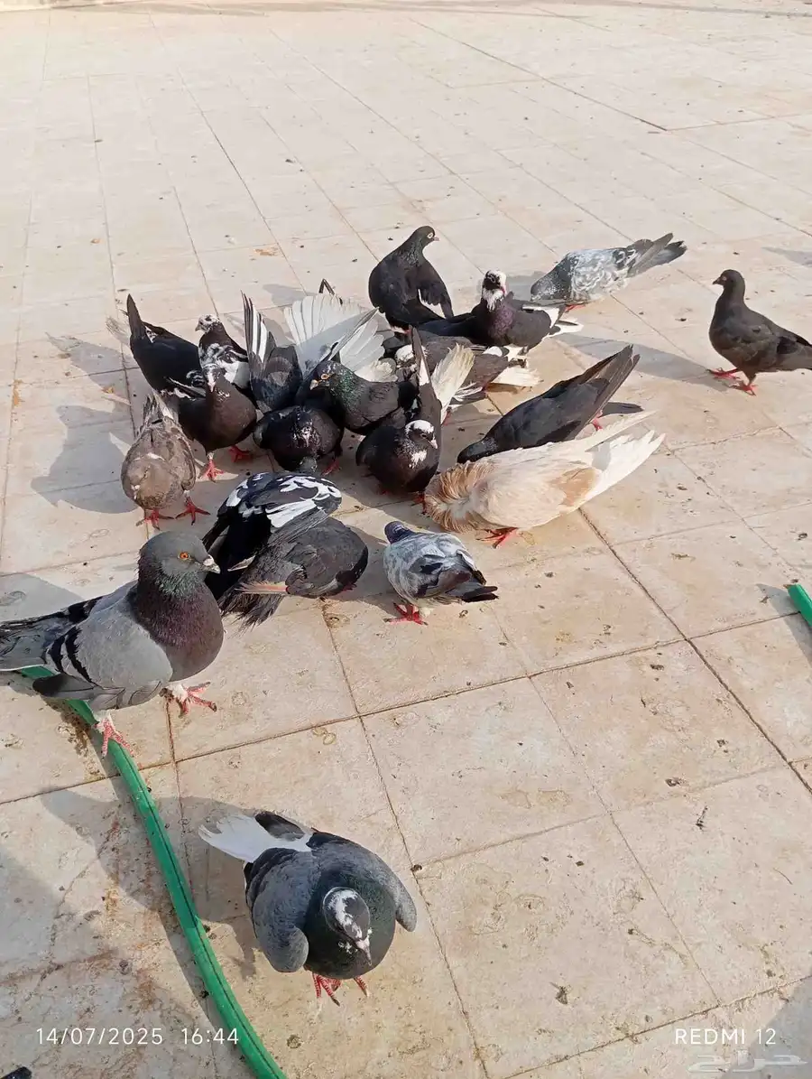 حمام قطيفي للبيع 0