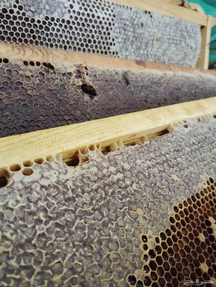 عسل طلح وسدر بري انتاج مناحلنا 1447 3