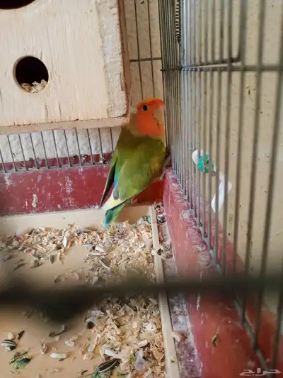 للبيع طيور وفروخ زينه روز 4