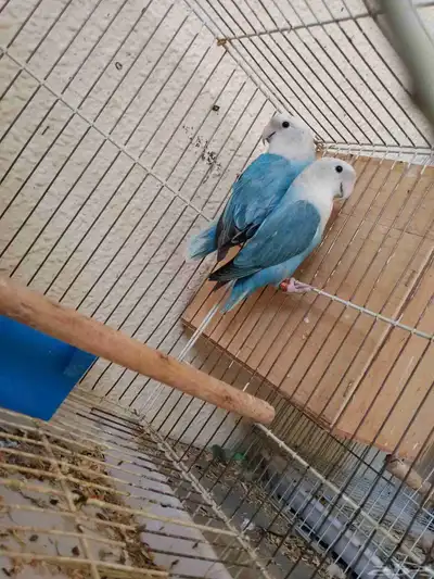 للبيع طيور وفروخ زينه روز 2