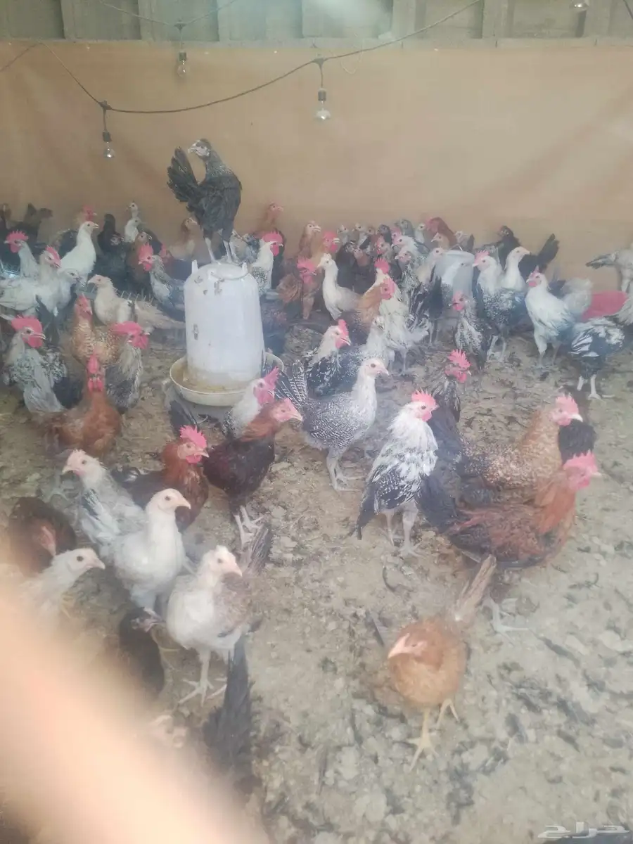 دجاج بلدي وفيومي عمر 4شهور ونص خالي من الأمراض 1