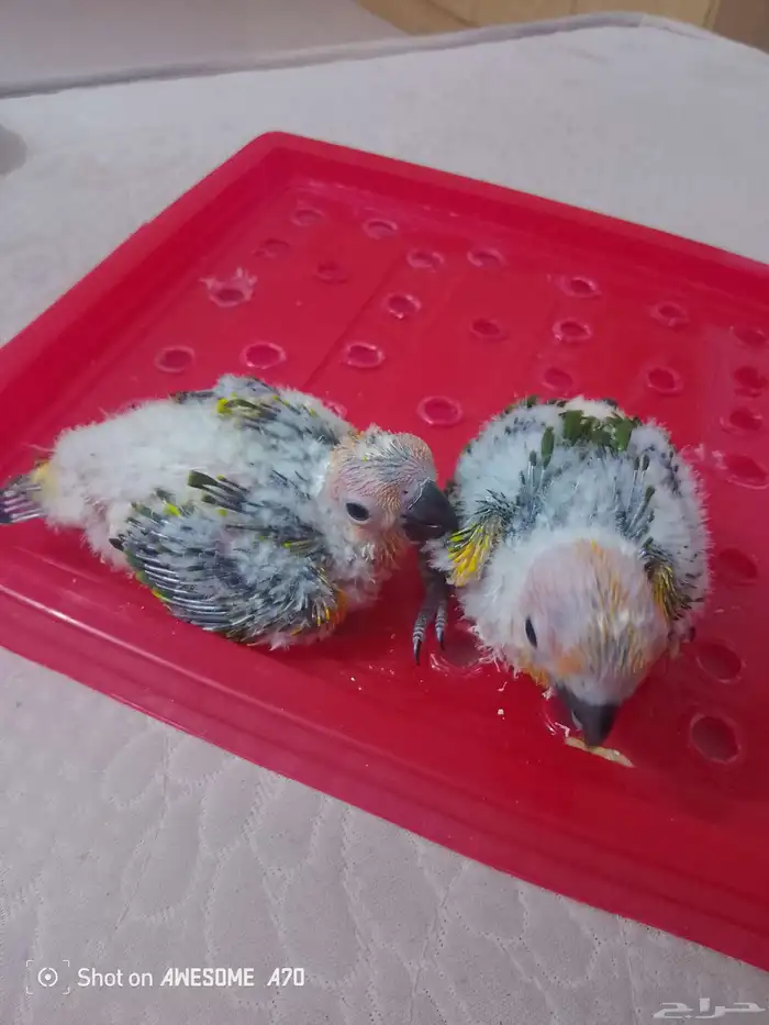 ( تم البيع )فروخ صن كنيور شمسي فاخر( تم البيع ) 1