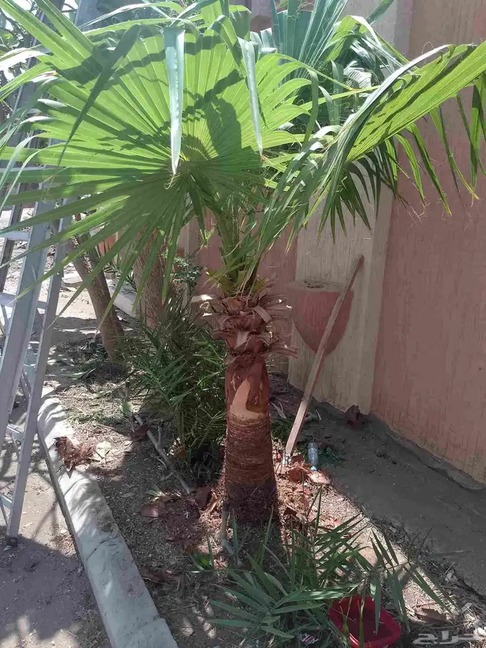 تكريب نخيل وواشنطونيا وتجهيز احواض زراعية وقطع اشجار 2