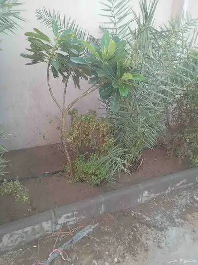 معلم قصه سيجار مزرعه وجميع انواع الزراعه في مكه المكرمه خدمه 4