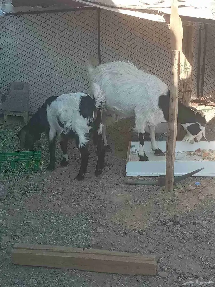 عنز بدايت سديس نضيفه صحتها ولدها تيس كبرها 1