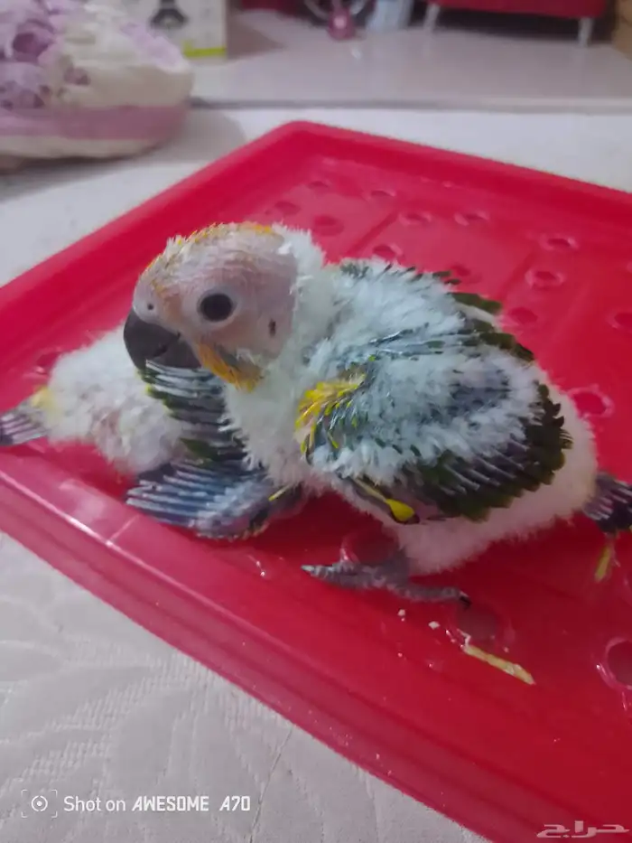 ( تم البيع )فروخ صن كنيور شمسي فاخر( تم البيع ) 2