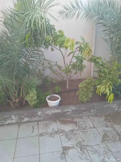 معلم قصه سيجار مزرعه وجميع انواع الزراعه في مكه المكرمه خدمه 7