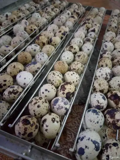 بيض سمان 0