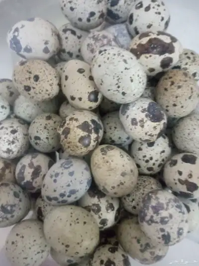 بيض سمان 1