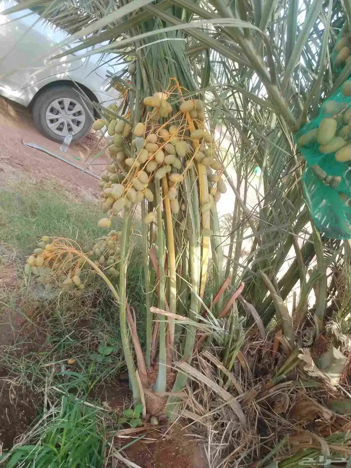 يوجد لدينا نخيل مثمر جميع الانواع وجميع مقاساته 2