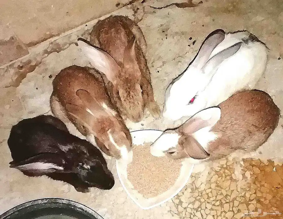 أرانب سلالة ممتازة جاهزة للإنجاب 0