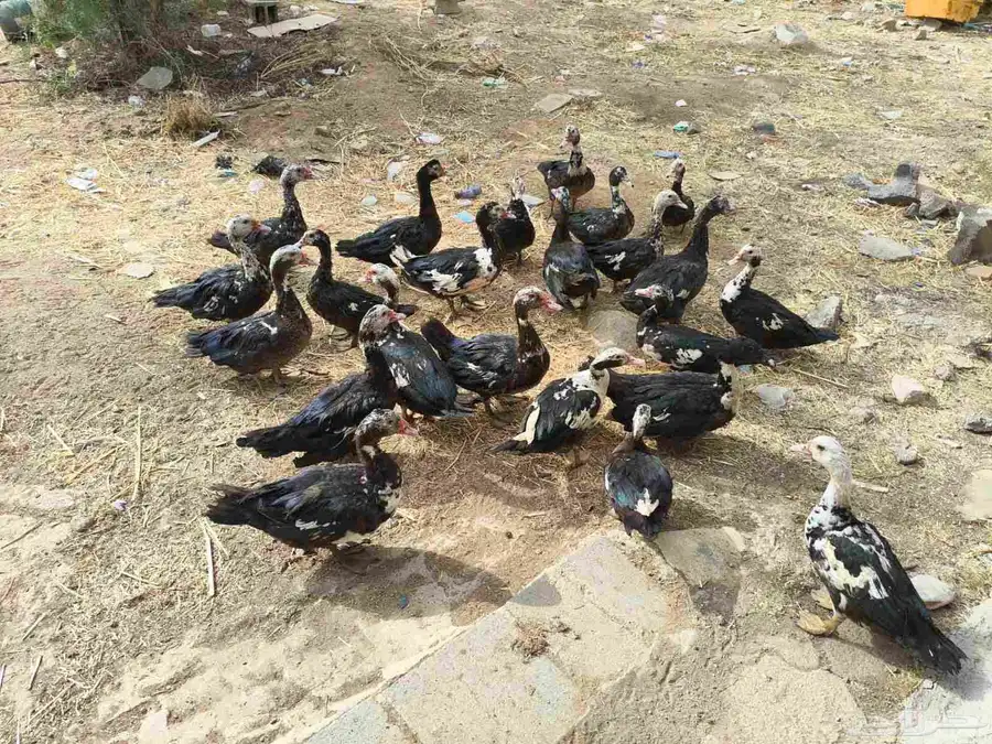 بط للبيع 39