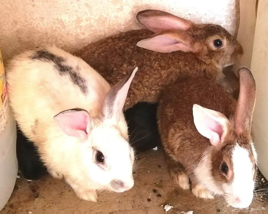 أرانب سلالة ممتازة جاهزة للإنجاب 6