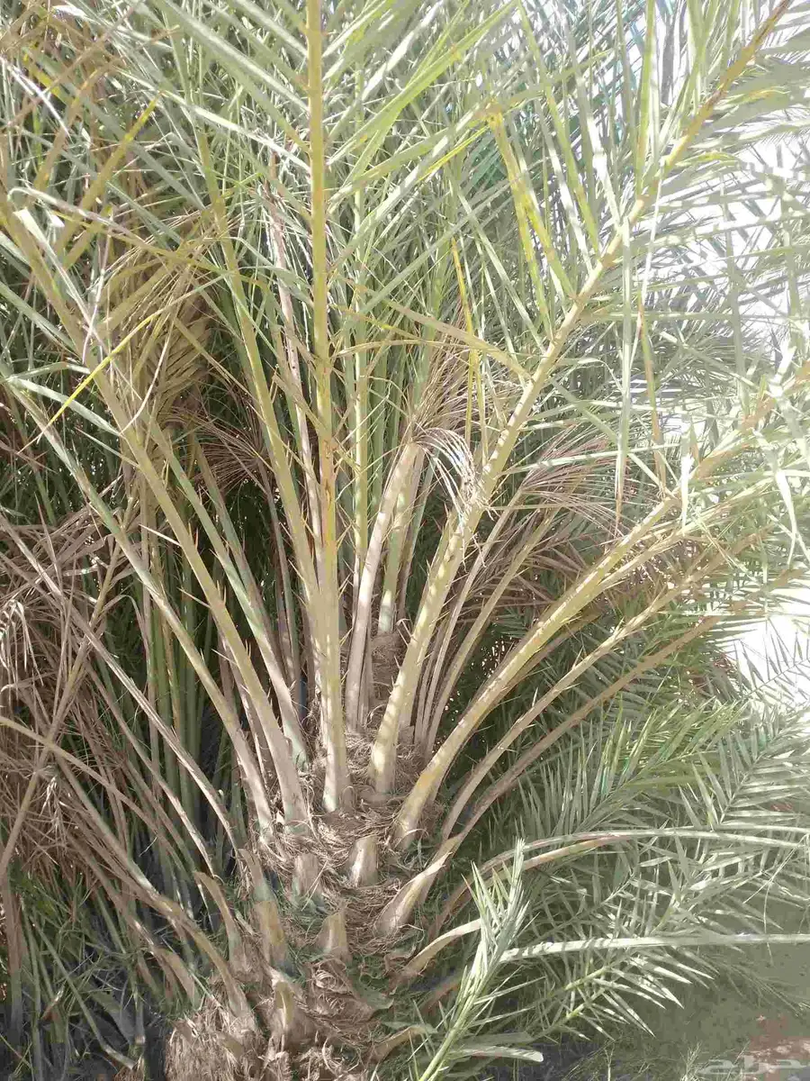 يوجد لدينا جثايث نقايل وانواع الفراخه 2