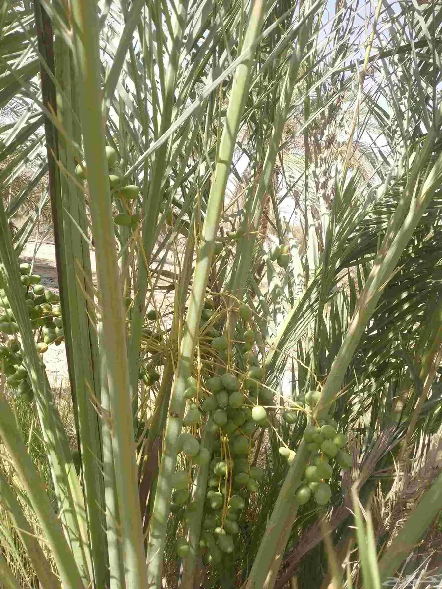 يوجد لدينا جثايث نقايل وانواع الفراخه 0