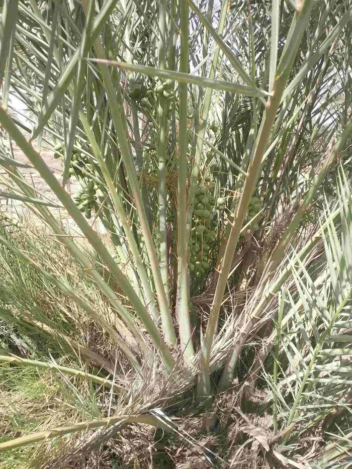 يوجد لدينا جثايث نقايل وانواع الفراخه 1