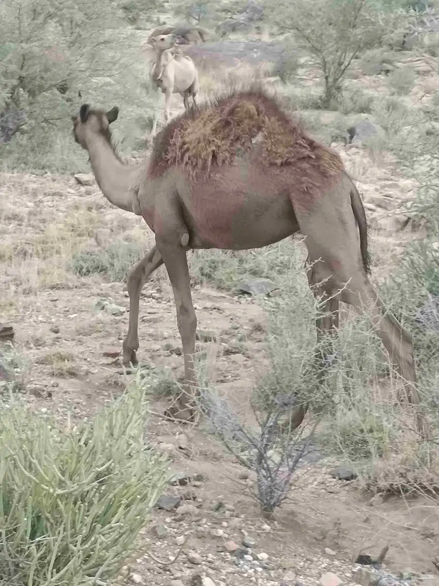 قعدان وبكار للبيع 3