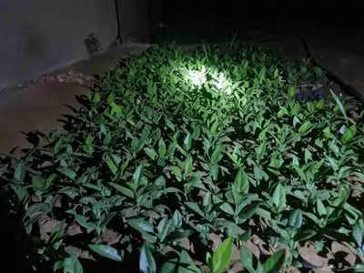 شتلات الضبر 0