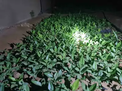 شتلات الضبر 3