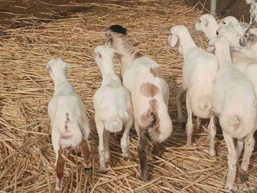 كباشه تربيه العدد 24 يوجد فيديوو واضح 3