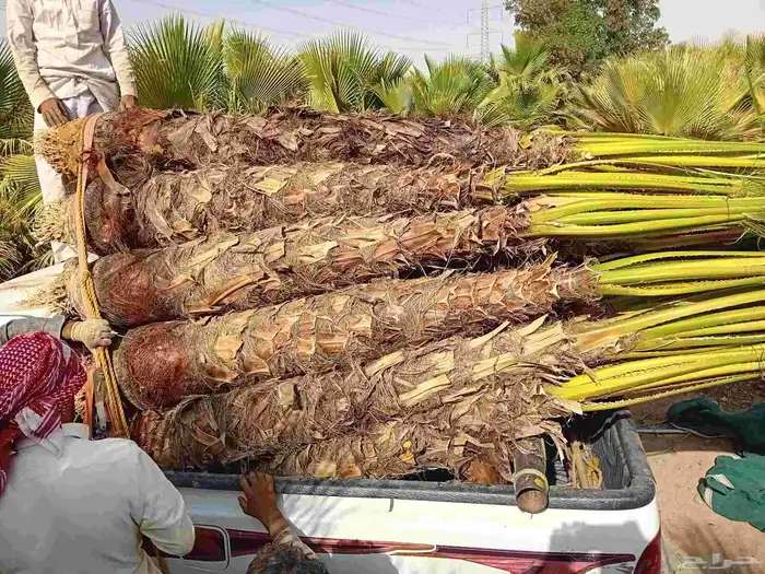 نخيل للبيع جميع انحا المملكه 5