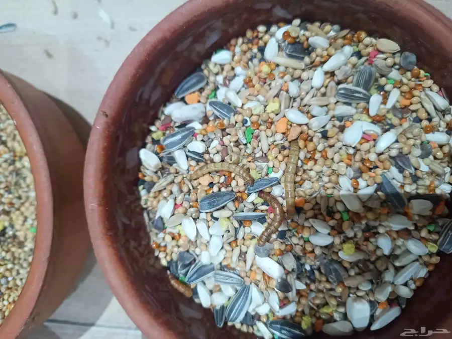 وجبة غنيه بالبروتين والفيتامينات الضرورية للطيور 3