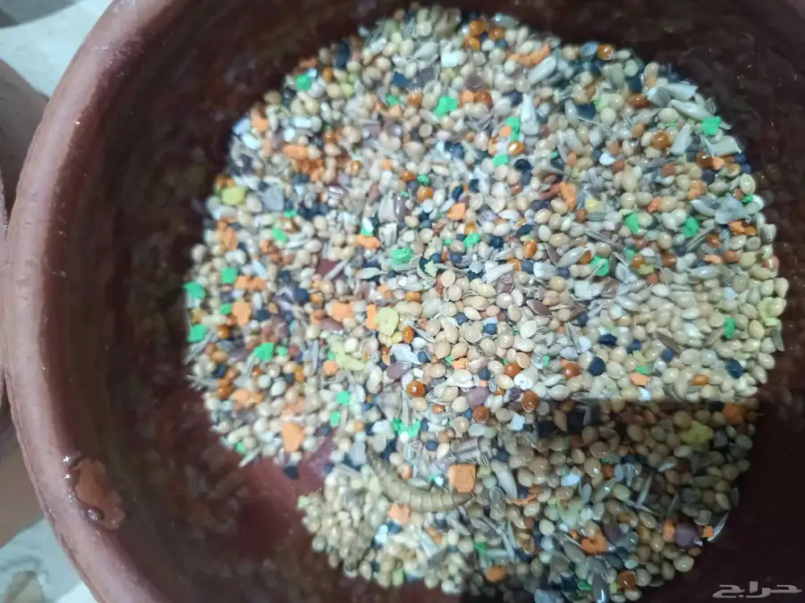 وجبة غنيه بالبروتين والفيتامينات الضرورية للطيور 2