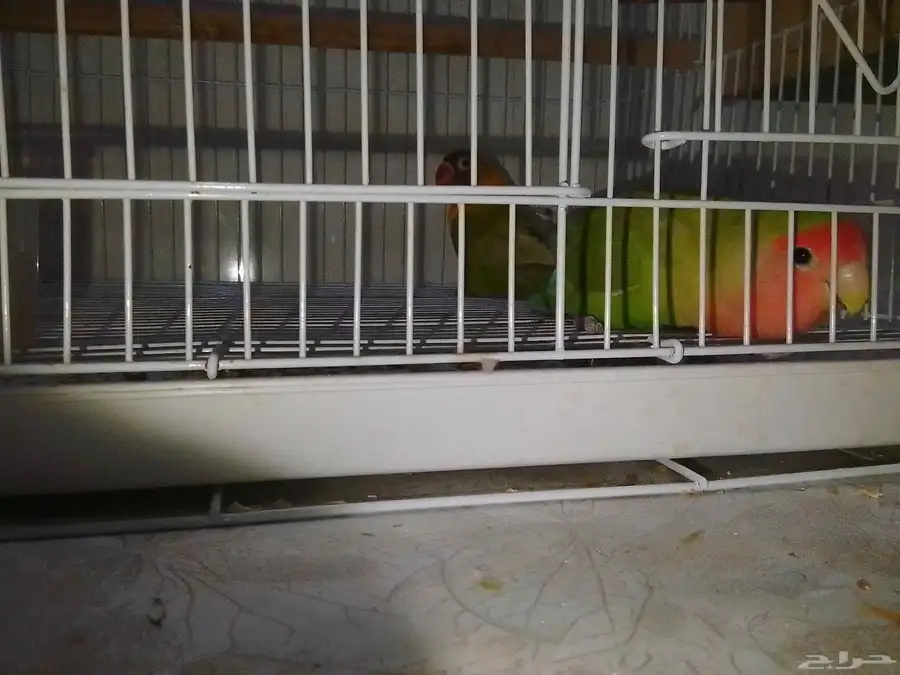 طيور 0