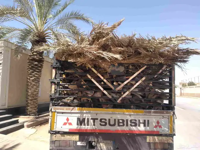 سعف نخيل أخضر جديد طيب للعرايش والمظلات 6