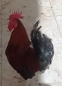 ديك بلدي 1