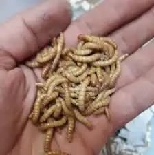دود قبابي 1