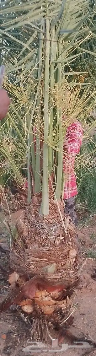 يوجد لدينا نخيل مثمر جميع الانواع وجميع مقاساته 0