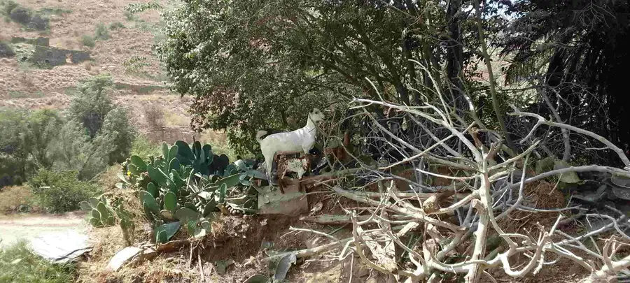ماعز وحده عارضيه ومعها انثى وحده عنز بيشيه معها تيس 2