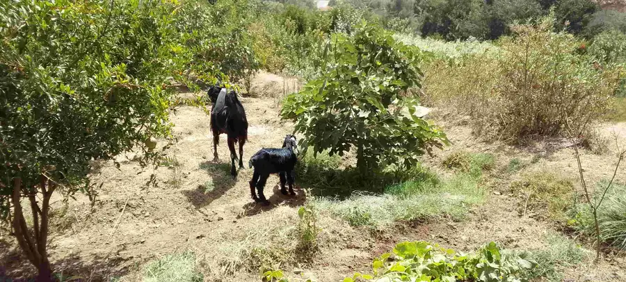 ماعز وحده عارضيه ومعها انثى وحده عنز بيشيه معها تيس 0