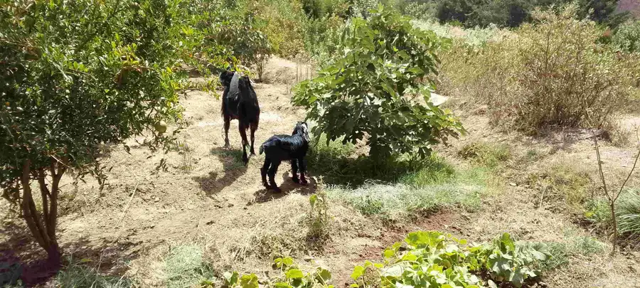 ماعز وحده عارضيه ومعها انثى وحده عنز بيشيه معها تيس 1