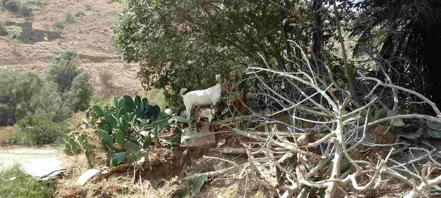 ماعز وحده عارضيه ومعها انثى وحده عنز بيشيه معها تيس 3