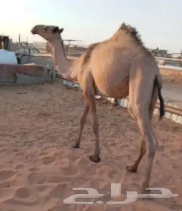 بكره حقه 0