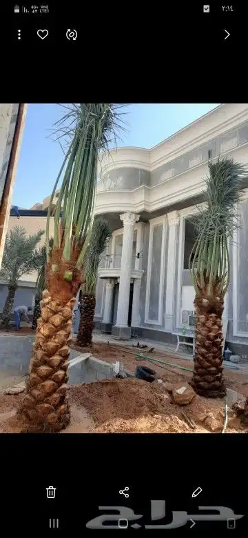 نخل للبيع واشنطني خلاص سكري صقعي مجدول شيشي برحي هلالي 4