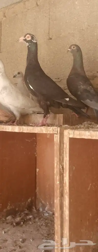 حمام شامي 7