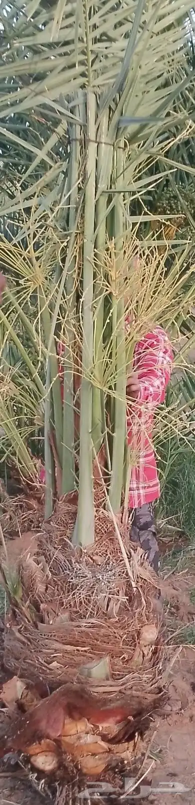 يوجد لدينا نخيل مثمر جميع الانواع وجميع مقاساته 1