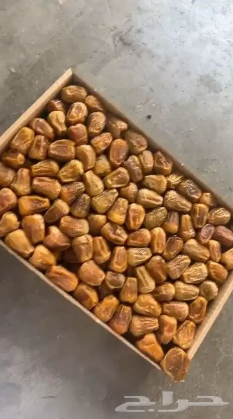 مفتل القصيم 0
