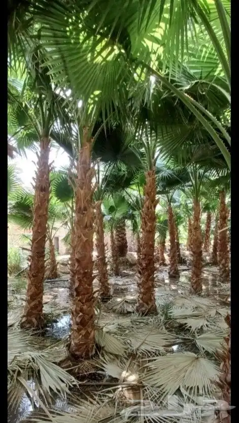 يوجد لدينا أشجار الزيتون ونخيل الوشنطن 3