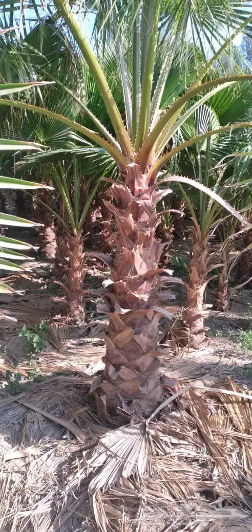نخل زينه واشنطني للبيع 5