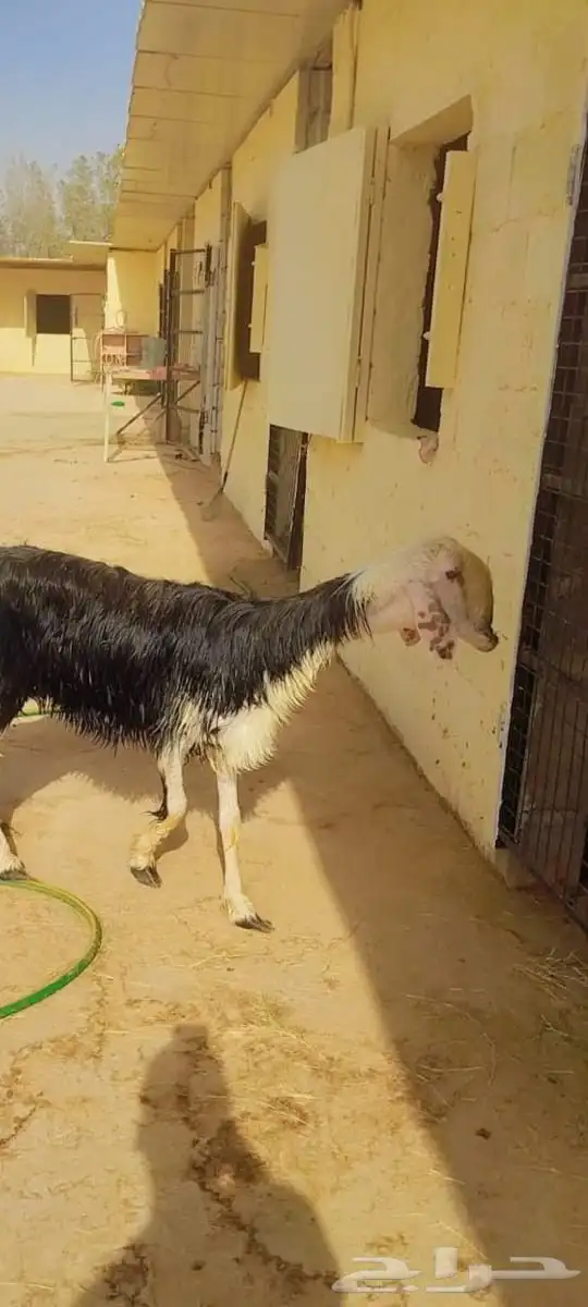 للبيع شاه نجدية صنف فاخرة   تربية مزرعة وأكلها نظيف   راس وط 0